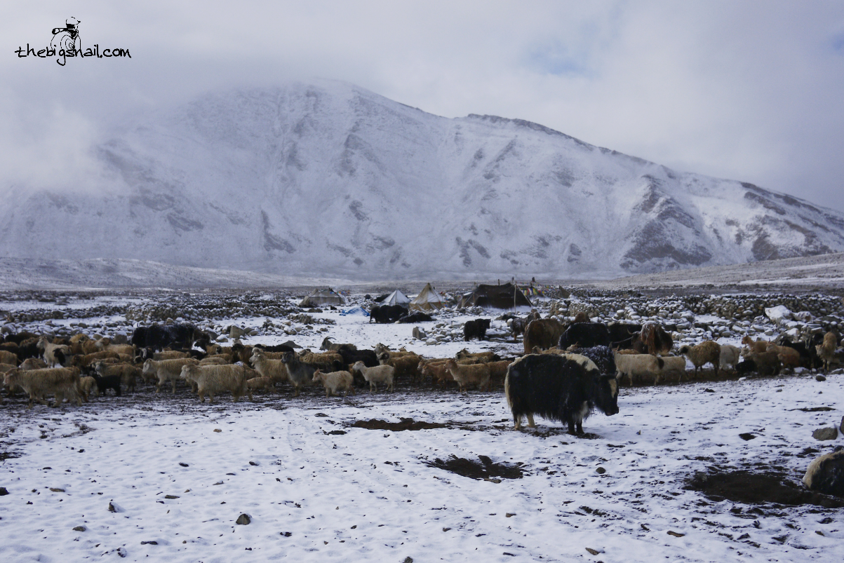 Zara - Ladakh - 07/2013