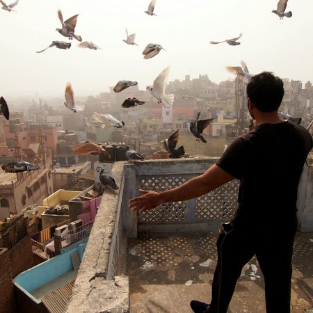 Salim faisant voler ses pigeons au-dessus des toits de Old Delhi